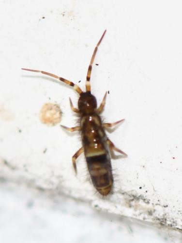 Orchesella cincta